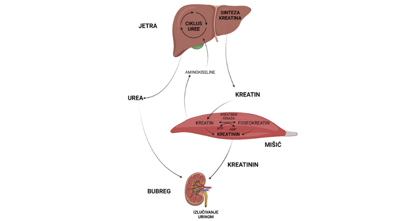urea i kreatinin
